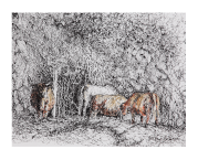 Pen & Ink - Cattle by the Thicket